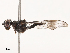  (Hybobata - CBG-B07581-F08)  @11 [ ] CreativeCommons - Attribution Share - Alike (2025) CBG Photography Group Centre for Biodiversity Genomics