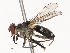  ( - CBG-B07582-B01)  @11 [ ] CreativeCommons - Attribution Share - Alike (2025) CBG Photography Group Centre for Biodiversity Genomics