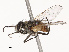  ( - CBG-B07582-C06)  @11 [ ] CreativeCommons - Attribution Share - Alike (2025) CBG Photography Group Centre for Biodiversity Genomics