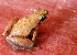  (Microhyla - RGCB5)  @11 [ ] CreativeCommons - Attribution Non-Commercial Share-Alike (2015) Unspecified RGCB