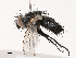  ( - CBG-B17211-H03)  @11 [ ] CreativeCommons - Attribution Share - Alike (2025) CBG Photography Group Centre for Biodiversity Genomics