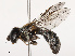  (Eumerus feae - CBG-B19182-A11)  @11 [ ] CreativeCommons - Attribution Share - Alike (2025) CBG Photography Group Centre for Biodiversity Genomics