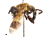  ( - CBG-B21237-B04)  @11 [ ] CreativeCommons - Attribution Share - Alike (2025) CBG Photography Group Centre for Biodiversity Genomics