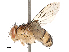  ( - CBG-B23319-C05)  @11 [ ] CreativeCommons - Attribution Share - Alike (2025) CBG Photography Group Centre for Biodiversity Genomics