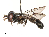  (Megatrigon - CBG-B23319-E06)  @11 [ ] CreativeCommons - Attribution Share - Alike (2025) CBG Photography Group Centre for Biodiversity Genomics