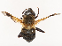  ( - CBG-B00055-B11)  @11 [ ] CreativeCommons - Attribution Share - Alike (2025) CBG Photography Group Centre for Biodiversity Genomics