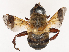  ( - CBG-B17213-A02)  @11 [ ] CreativeCommons - Attribution Share - Alike (2025) CBG Photography Group Centre for Biodiversity Genomics