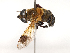  ( - CBG-B23318-D06)  @11 [ ] CreativeCommons - Attribution Share - Alike (2025) CBG Photography Group Centre for Biodiversity Genomics