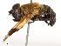  ( - CBG-B23318-D09)  @11 [ ] CreativeCommons - Attribution Share - Alike (2025) CBG Photography Group Centre for Biodiversity Genomics