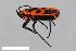  ( - ZFMK-TIS-21259)  @11 [ ] CreativeCommons  Attribution Share-Alike (by-sa) 640 (2013) Unspecified Zoologisches Forschungsmuseum Alexander Koenig