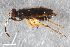 (Chartoscirta cocksii - ZFMK-TIS-2541623)  @11 [ ] CreativeCommons  Attribution Share-Alike (by-sa) 640 (2015) Unspecified Zoologisches Forschungsmuseum Alexander Koenig