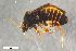  ( - ZFMK-TIS-2558214)  @11 [ ] CreativeCommons  Attribution Share-Alike (by-sa) 640 (2016) Unspecified Zoologisches Forschungsmuseum Alexander Koenig