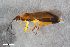  ( - ZFMK-TIS-2559463)  @11 [ ] CreativeCommons  Attribution Share-Alike (by-sa) 640 (2017) Unspecified Zoologisches Forschungsmuseum Alexander Koenig