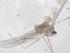 (Claspettomyia toelgi - CBG-B07007-C03)  @11 [ ] CreativeCommons - Attribution Share - Alike (2025) Centre for Biodiversity Genomics Centre for Biodiversity Genomics