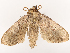  (Poeonoma - CBG-B07584-A09)  @11 [ ] CreativeCommons - Attribution Share - Alike (2025) CBG Photography Group Centre for Biodiversity Genomics