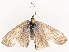  ( - CBG-B07586-B03)  @11 [ ] CreativeCommons - Attribution Share - Alike (2025) CBG Photography Group Centre for Biodiversity Genomics