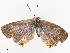  ( - CBG-B07586-B12)  @11 [ ] CreativeCommons - Attribution Share - Alike (2025) CBG Photography Group Centre for Biodiversity Genomics