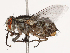  ( - CBG-B19172-A09)  @11 [ ] CreativeCommons - Attribution Share - Alike (2025) CBG Photography Group Centre for Biodiversity Genomics