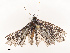  ( - CBG-B19175-E09)  @11 [ ] CreativeCommons - Attribution Share - Alike (2025) CBG Photography Group Centre for Biodiversity Genomics