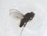  (Polytrichophora graeca - CBG-B20831-G10)  @11 [ ] CreativeCommons - Attribution Share - Alike (2025) Centre for Biodiversity Genomics Centre for Biodiversity Genomics