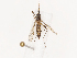  ( - CBG-B21228-B06)  @11 [ ] CreativeCommons - Attribution Share - Alike (2025) CBG Photography Group Centre for Biodiversity Genomics