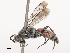  ( - CBG-B17287-E01)  @11 [ ] CreativeCommons - Attribution Share - Alike (2025) CBG Photography Group Centre for Biodiversity Genomics