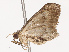  ( - CBG-B19167-A02)  @11 [ ] CreativeCommons - Attribution Share - Alike (2025) CBG Photography Group Centre for Biodiversity Genomics