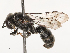  ( - CBG-B17286-B05)  @11 [ ] CreativeCommons - Attribution Share - Alike (2025) CBG Photography Group Centre for Biodiversity Genomics