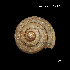  (Hemitrichiella - LT5)  @11 [ ] CreativeCommons - Attribution Share-Alike (2019) Unspecified University of the Philippines Diliman
