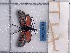  ( - GIRAZ_ED0109)  @11 [ ] rodolphe.rougerie@mnhn.fr (2024) Rodolphe Rougerie Museum National d'histoire Naturelle