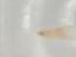  (Trichopalpus obscurellus - BIOUG75635-D11)  @11 [ ] CreativeCommons - Attribution (2022) Centre for Biodiversity Genomics Centre for Biodiversity Genomics