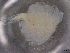  ( - BIOUG76578-A11)  @11 [ ] CreativeCommons - Attribution (2021) CBG Photography Group Centre for Biodiversity Genomics