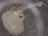  ( - BIOUG76578-B01)  @11 [ ] CreativeCommons - Attribution (2021) CBG Photography Group Centre for Biodiversity Genomics