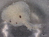  ( - BIOUG76578-B02)  @11 [ ] CreativeCommons - Attribution (2021) CBG Photography Group Centre for Biodiversity Genomics
