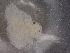  ( - BIOUG76578-B03)  @11 [ ] CreativeCommons - Attribution (2021) CBG Photography Group Centre for Biodiversity Genomics