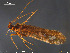  ( - GL-Trich01)  @13 [ ] Creative Commons  Attribution Non-Commercial Share-Alike (2016) NTNU University Museum, Department of Natural History NTNU University Museum, Department of Natural History
