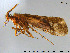  ( - GL-Trich02)  @13 [ ] Creative Commons  Attribution Non-Commercial Share-Alike (2016) NTNU University Museum, Department of Natural History NTNU University Museum, Department of Natural History