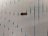  ( - IU-INHS-861912)  @11 [ ] Copyright (2019) Jose Andres Cornell Univeristy- Department of Ecology and Evolutionary Biology