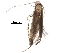 (malaiseGraci01 Malaise3957 - BIOUG27687-E09)  @13 [ ] CreativeCommons - Attribution (2016) CBG Photography Group Centre for Biodiversity Genomics