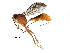  (tersiMalaise01 Malaise1428 - BIOUG27772-A12)  @14 [ ] CreativeCommons - Attribution (2016) CBG Photography Group Centre for Biodiversity Genomics