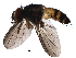  (Leskia Malaise0134 - BIOUG27772-C05)  @14 [ ] CreativeCommons - Attribution (2016) CBG Photography Group Centre for Biodiversity Genomics