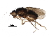  (Sclerocoelus dasysternum - BIOUG27773-D06)  @14 [ ] CreativeCommons - Attribution (2016) CBG Photography Group Centre for Biodiversity Genomics