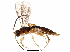  (Chilocyrtus Malaise3090 - BIOUG27798-B02)  @14 [ ] CreativeCommons - Attribution (2016) CBG Photography Group Centre for Biodiversity Genomics