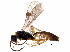  (tersiMalaise01 Malaise4885 - BIOUG27798-B07)  @13 [ ] CreativeCommons - Attribution (2016) CBG Photography Group Centre for Biodiversity Genomics
