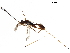  ( - BIOUG27772-F05)  @14 [ ] CreativeCommons - Attribution (2017) CBG Photography Group Centre for Biodiversity Genomics
