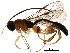  (Chilocyrtus Malasie0616 - BIOUG27863-G11)  @15 [ ] CreativeCommons - Attribution (2016) CBG Photography Group Centre for Biodiversity Genomics