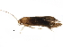  (ereMalaise01 Malaise8640 - BIOUG27863-H10)  @13 [ ] CreativeCommons - Attribution (2016) CBG Photography Group Centre for Biodiversity Genomics