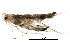  (malaiseGraci01 Malaise3624 - BIOUG27864-B01)  @13 [ ] CreativeCommons - Attribution (2016) CBG Photography Group Centre for Biodiversity Genomics