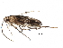  (malaiseGraci01 Malaise4249 - BIOUG27939-D03)  @13 [ ] CreativeCommons - Attribution (2016) CBG Photography Group Centre for Biodiversity Genomics