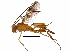  (crypMalaise01 Malaise2691 - BIOUG28003-C09)  @14 [ ] CreativeCommons - Attribution (2016) CBG Photography Group Centre for Biodiversity Genomics